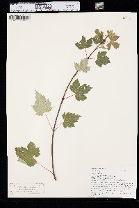 Acer glabrum image