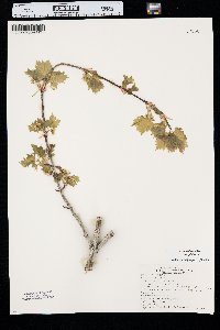 Acer glabrum image