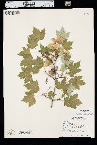 Acer glabrum image