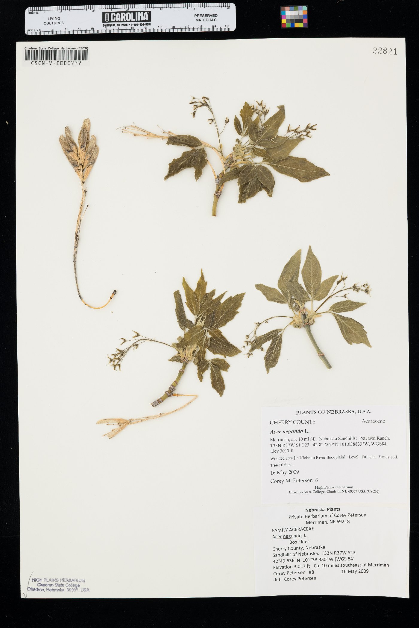 Acer negundo var. violaceum image