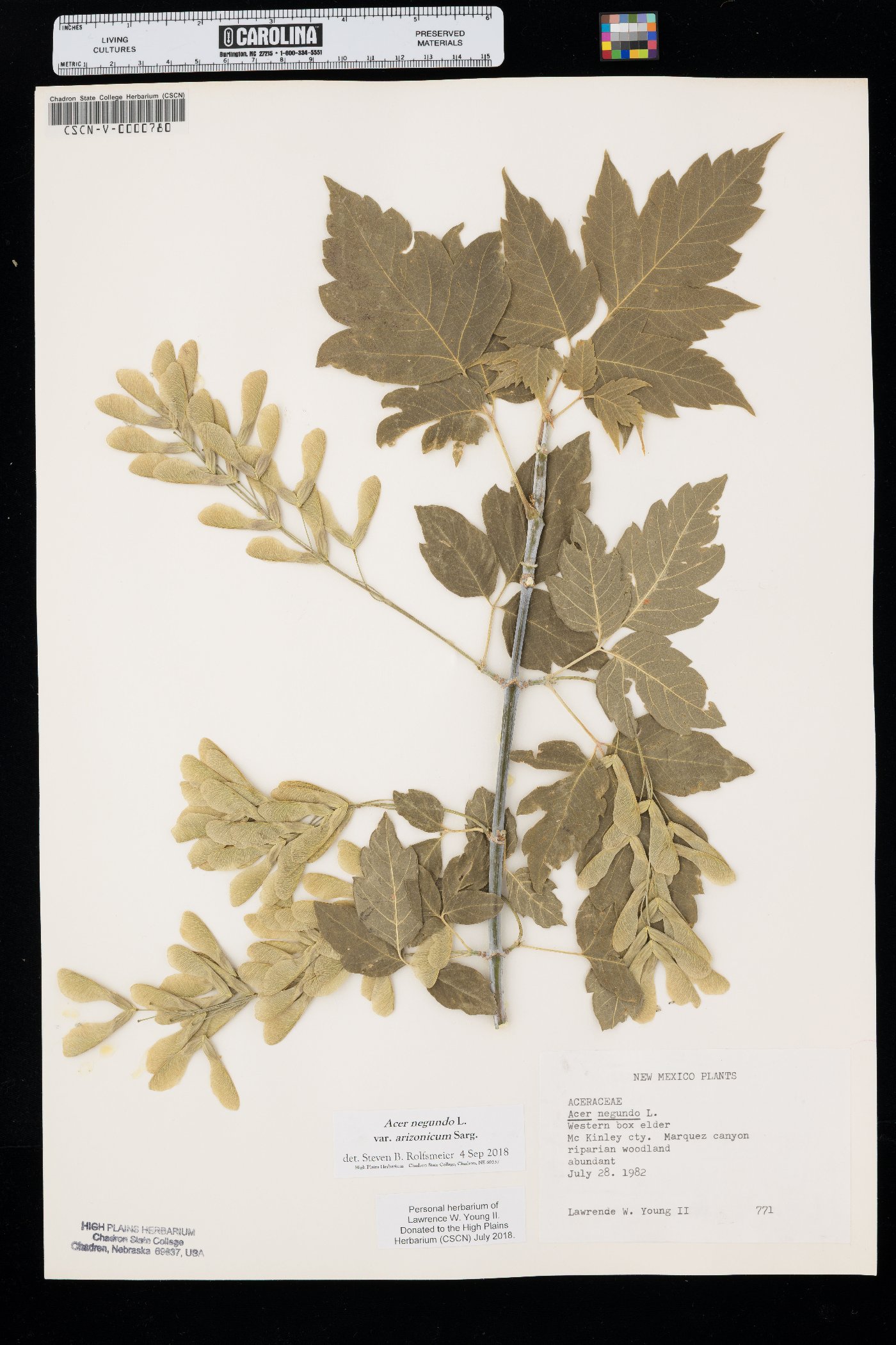 Acer negundo var. arizonicum image