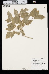 Acer negundo var. interius image