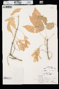 Acer negundo var. interius image