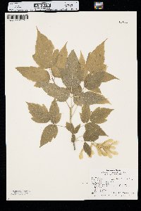 Acer negundo var. interius image