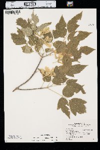 Acer negundo var. interius image