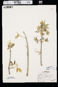 Acer negundo var. interius image