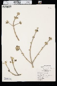 Acer negundo var. interius image