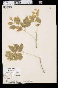 Acer negundo var. interius image