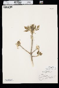 Acer negundo var. interius image