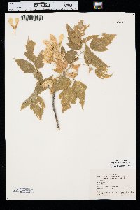 Acer negundo var. interius image