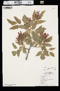 Acer negundo var. interius image