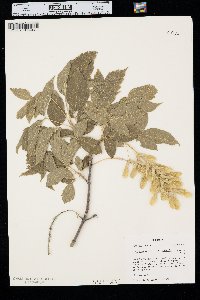 Acer negundo var. interius image