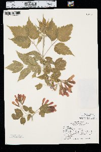 Acer negundo var. interius image