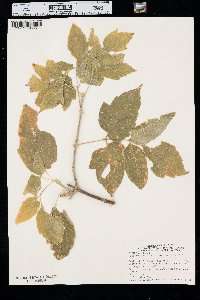 Acer negundo var. interius image