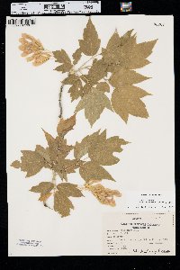 Acer negundo var. interius image