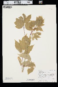 Acer negundo var. interius image