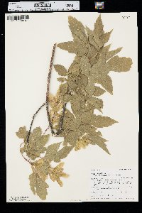 Acer negundo var. interius image