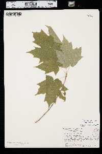 Acer saccharum var. saccharum image