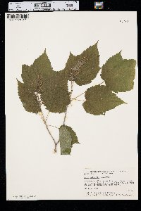 Acer spicatum image