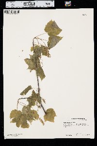 Acer spicatum image