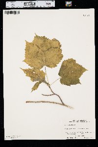 Acer spicatum image