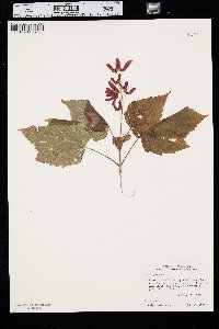 Acer spicatum image