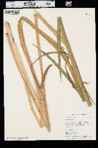 Acorus calamus image