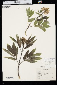 Sambucus racemosa subsp. racemosa image