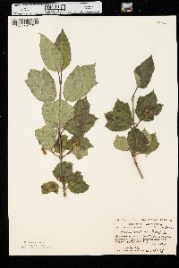 Viburnum edule image