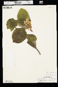 Viburnum lantanoides image