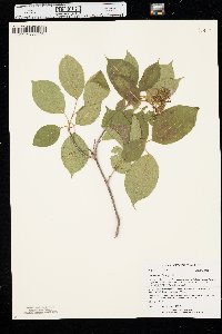 Viburnum lentago image