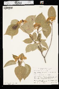 Viburnum lentago image