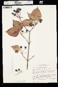 Viburnum lentago image