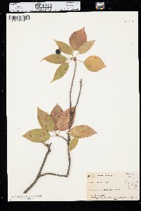 Viburnum lentago image