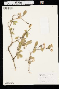 Viburnum obovatum image