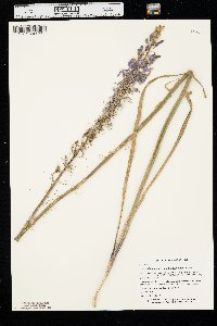 Camassia angusta image