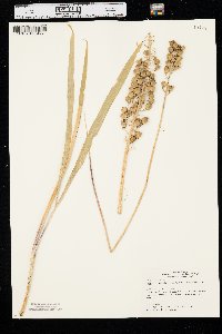 Camassia angusta image