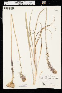 Camassia angusta image