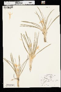 Leucocrinum montanum image