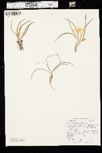 Leucocrinum montanum image