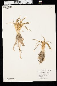 Leucocrinum montanum image