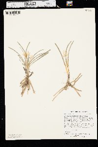 Leucocrinum montanum image