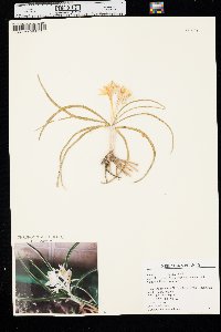 Leucocrinum montanum image