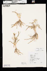 Leucocrinum montanum image