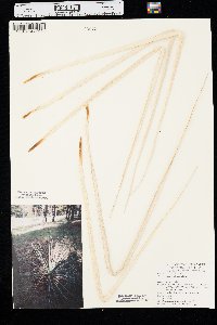 Yucca glauca image