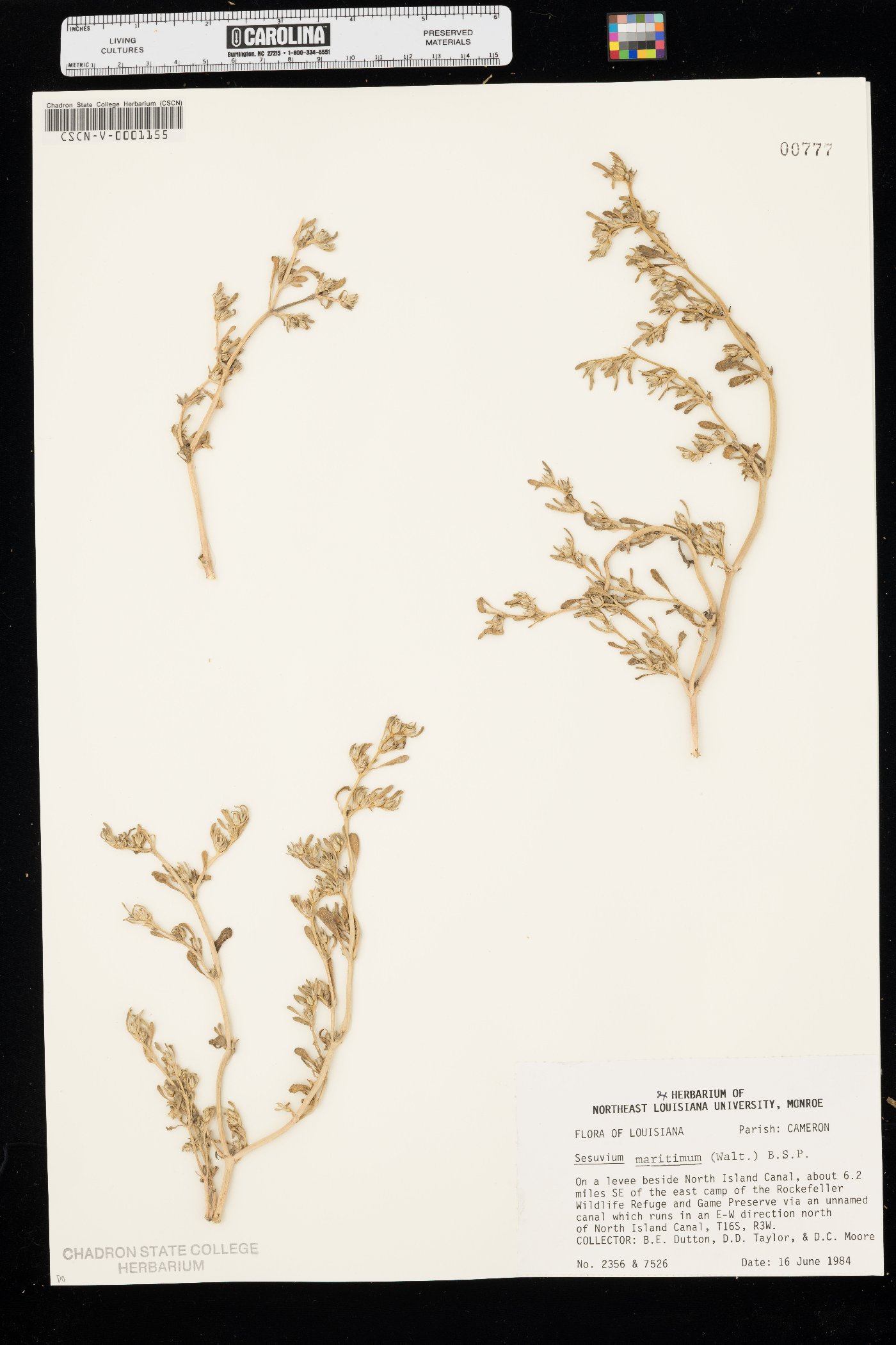 Sesuvium maritimum image