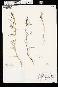 Sesuvium portulacastrum image