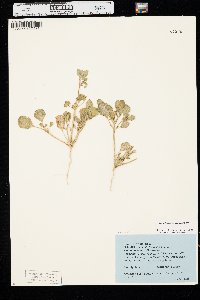 Trianthema portulacastrum image