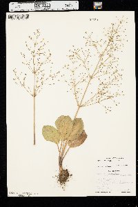 Alisma subcordatum image