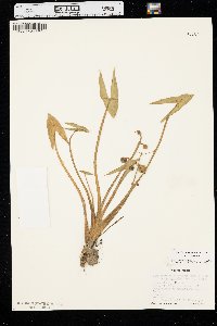 Sagittaria montevidensis subsp. calycina image